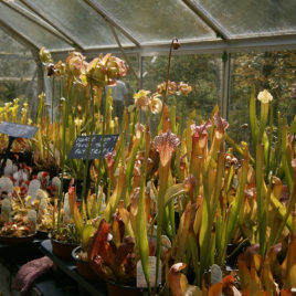 Sarracenia mixed species and hybrid seed half a gram/ 500 seeds