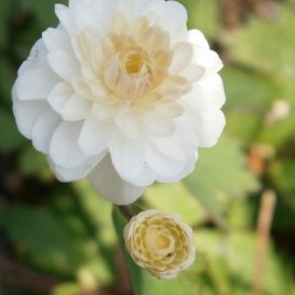 Ranunculus Aconitifolius ‘Flore pleno’