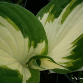 Hosta ‘Fire and ice’