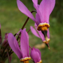 Dodecatheon pulchellum ‘Red wings’