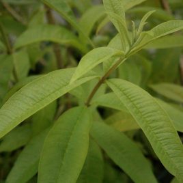 Lemon Verbena , Lippia Citriodora .