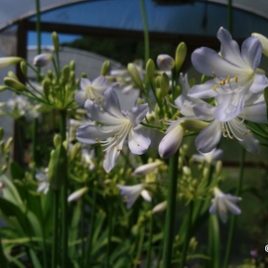 Agapanthus Silver baby