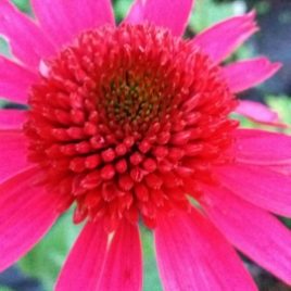 Echinacea Delicious candy