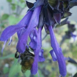 Salvia guaranitica ‘Black and blue’