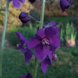 Verbascum phoeniceum ‘Violetta’