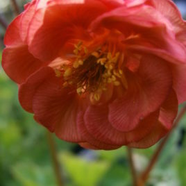 Geum ‘Flames of Passion’